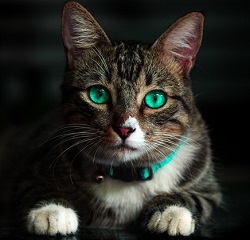 catのイメージ画像